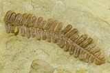 Plate of Pennsylvanian Seed Fern Fossils - Kansas #130259-2